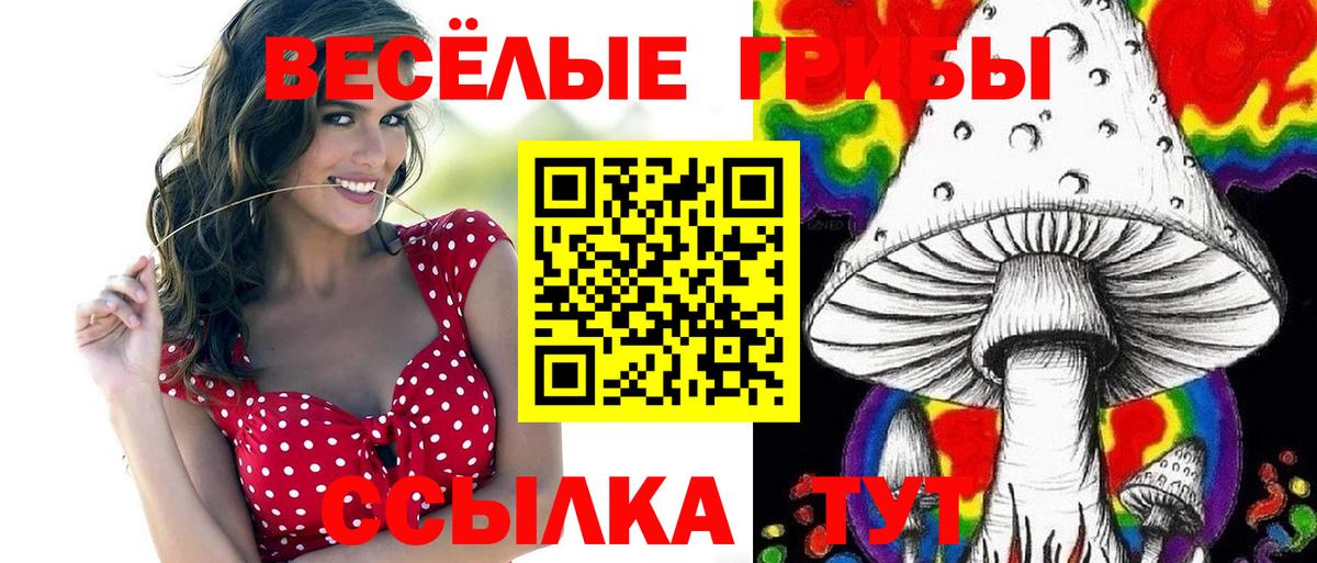 Галлюциногенные грибы Psilocybe Карачаевск